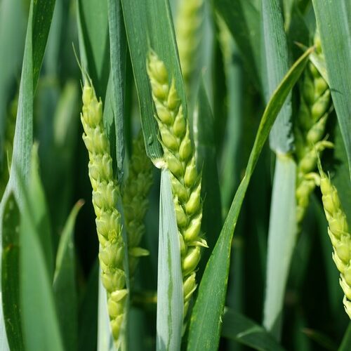 Blé tendre _ deux épis